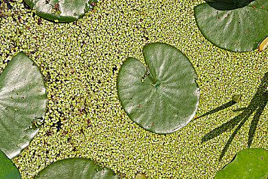 Nexon创始人妻子代替去世丈夫成为公司CEO